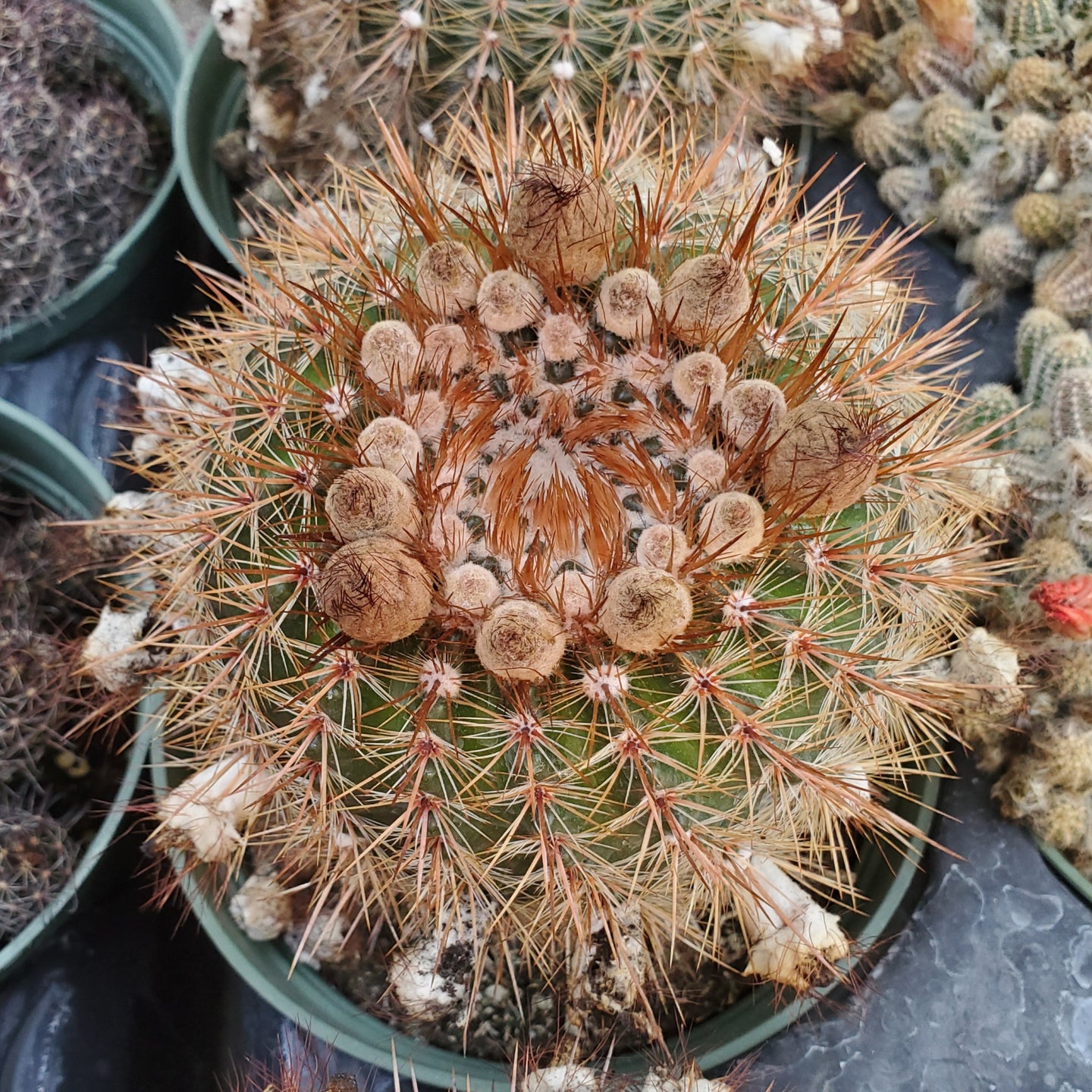 Mammillaria spinosissima 'Red-Headed Irishman'